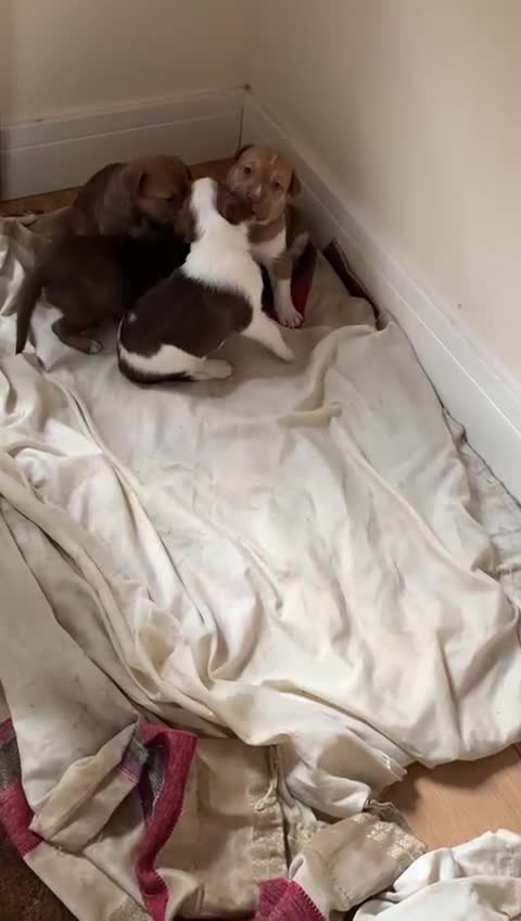 Mixed Breed dogs for sale: Gentle, Friendly & Ready for Loving Homes - Video 1