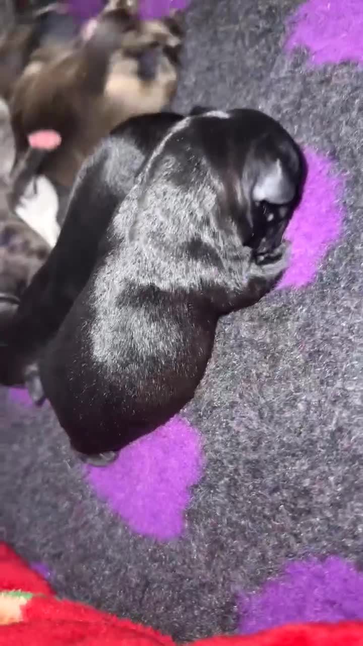 Staffordshire Bull Terrier dogs for sale: Champion Bloodline Staffy pups - Video 1