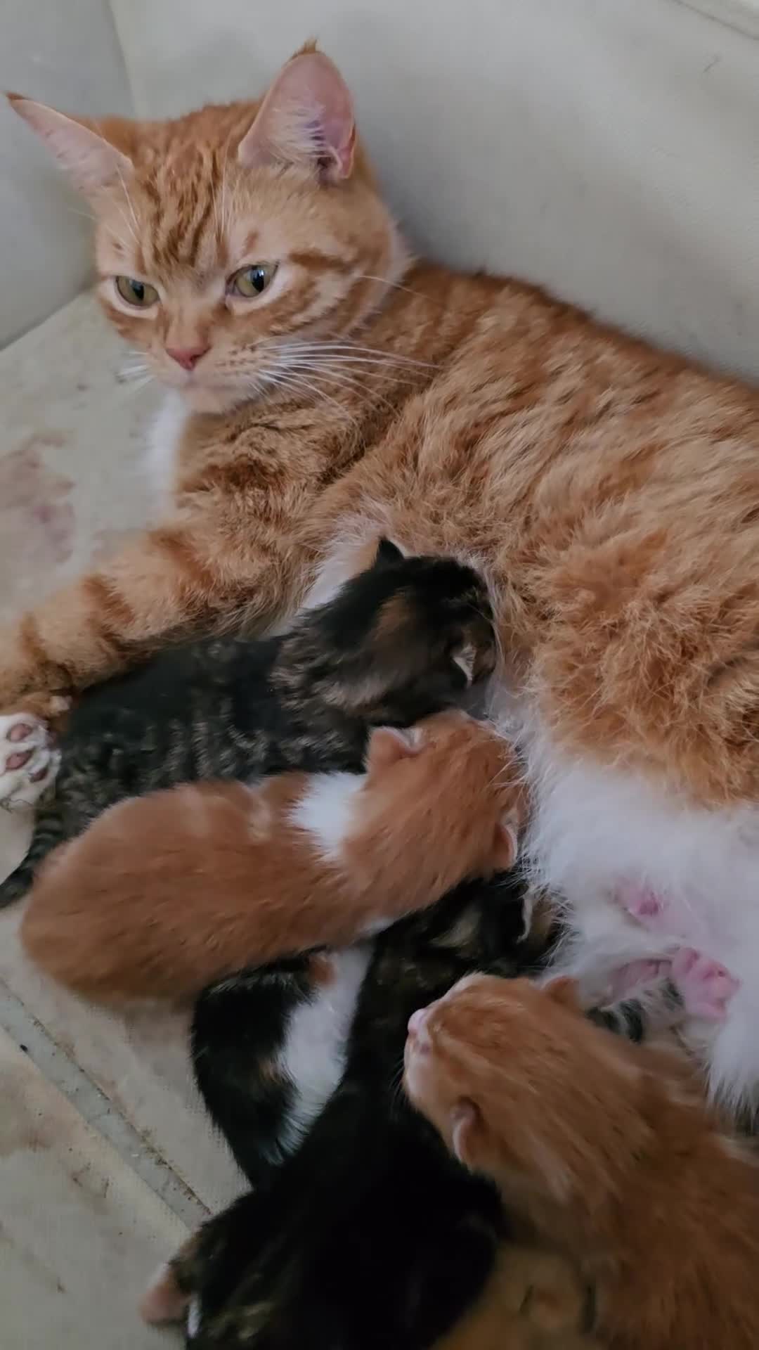 Domestic Shorthair cats for sale: 5 beautiful kittens - Video 1