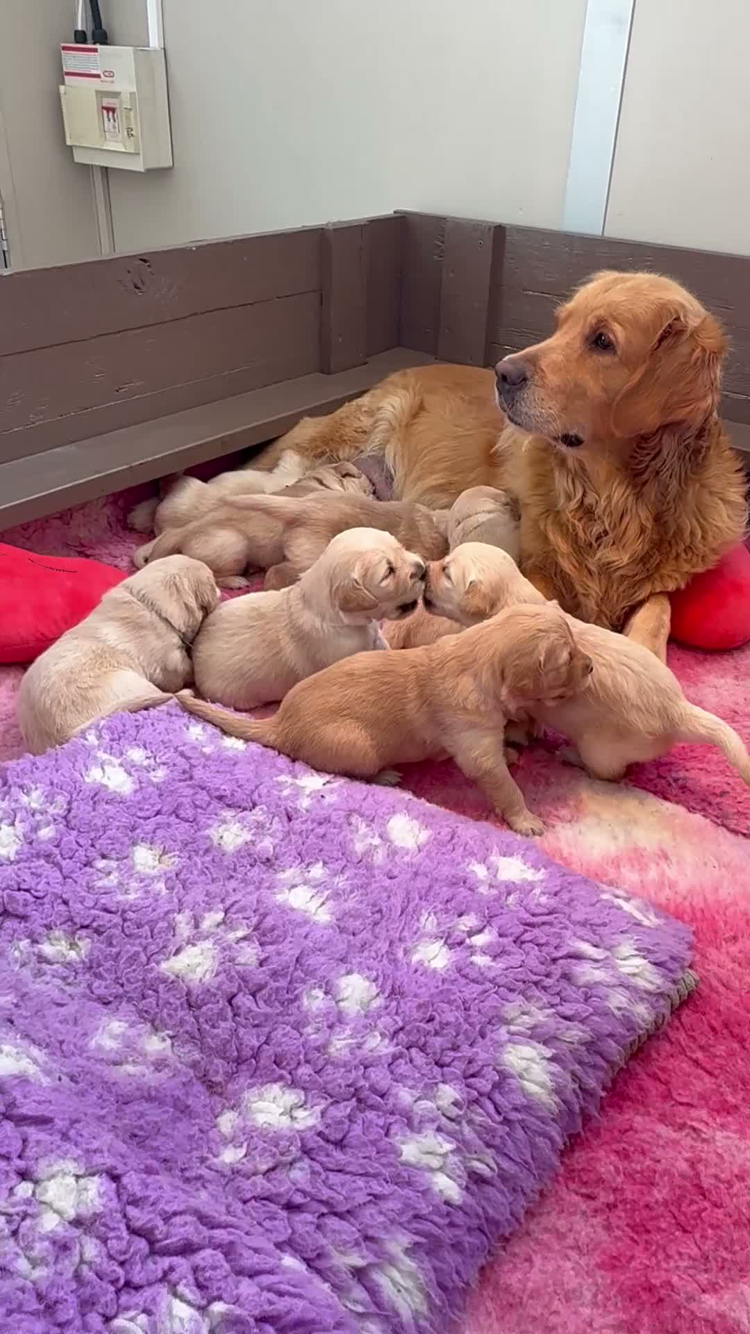 Golden Retriever dogs for sale: Golden Retriever Puppies - Video 2