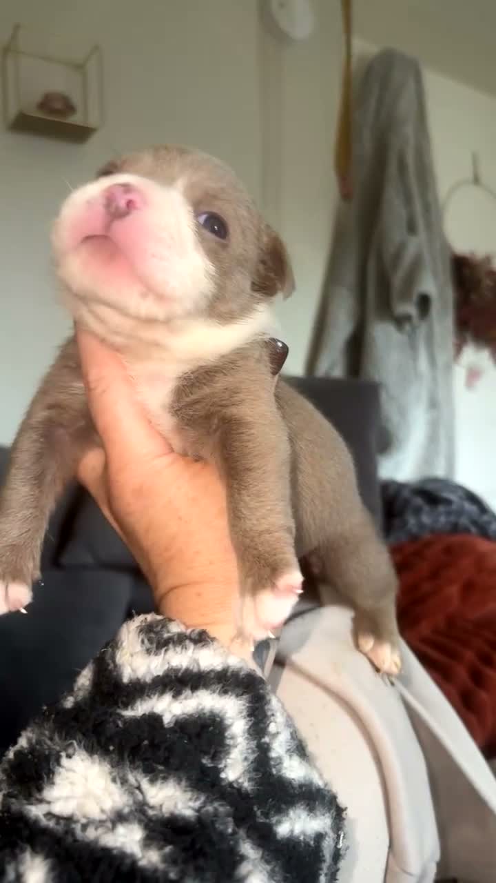 Olde English Bulldogge dogs for sale: OEB puppies for sale  - Video 3