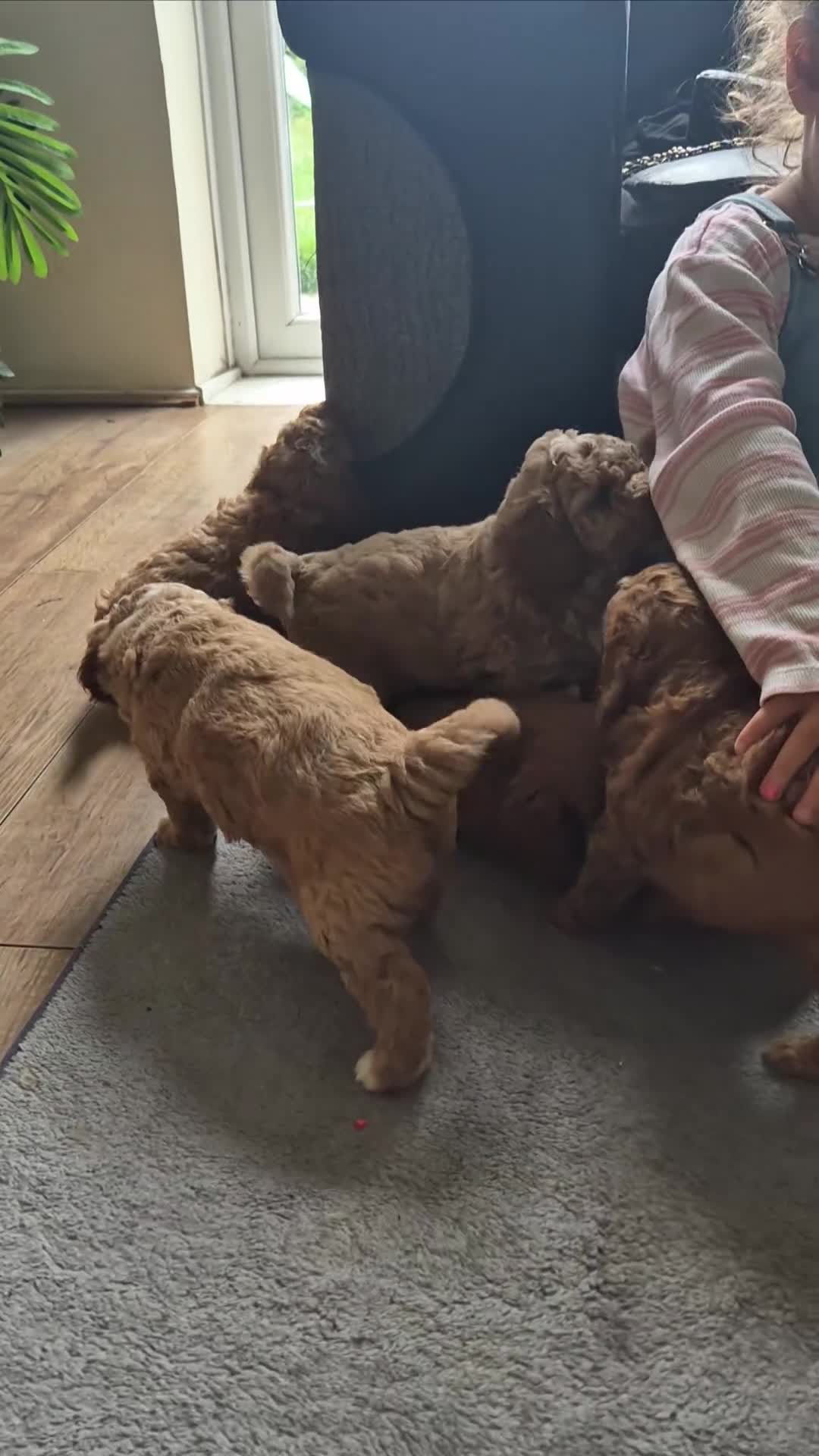 Cavapoo dogs for sale: 1 GIRL LEFT! 😍 BEAUTIFUL F1B CAVAPOO PUPS  in Southport - Video 1