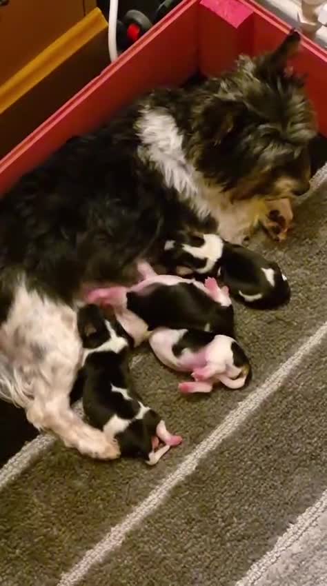 Biewer Terrier dogs for sale: 🐶 Beautiful Biewer Yorkshire Terrier Puppies🐶 - Video 1