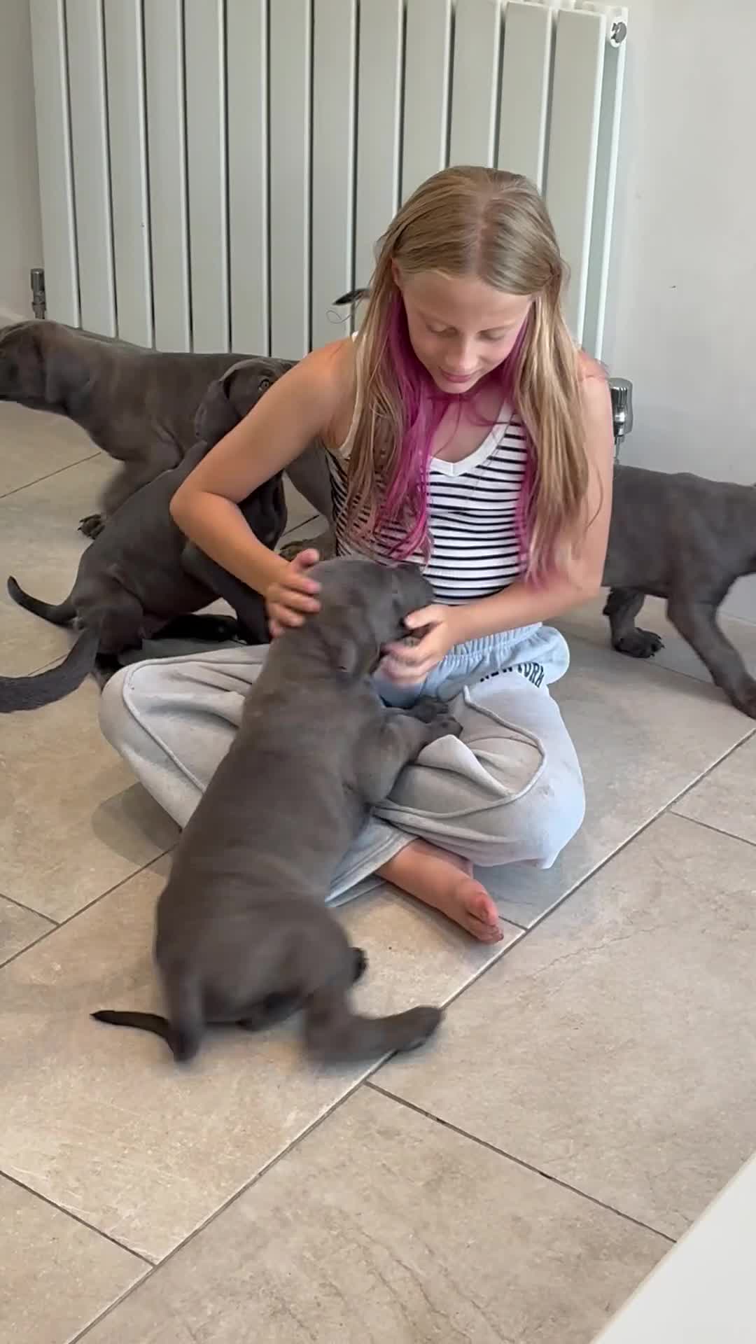 Cane Corso dogs for sale: Pure CANE CORSO BABYS . From £1000 - Video 2