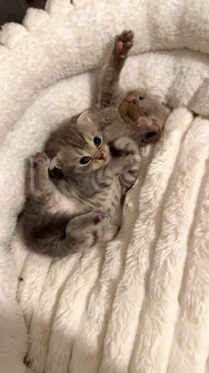 Scottish Fold cats for sale: 2 Scottish fold and 2 British shorthair kittens  - Video 1