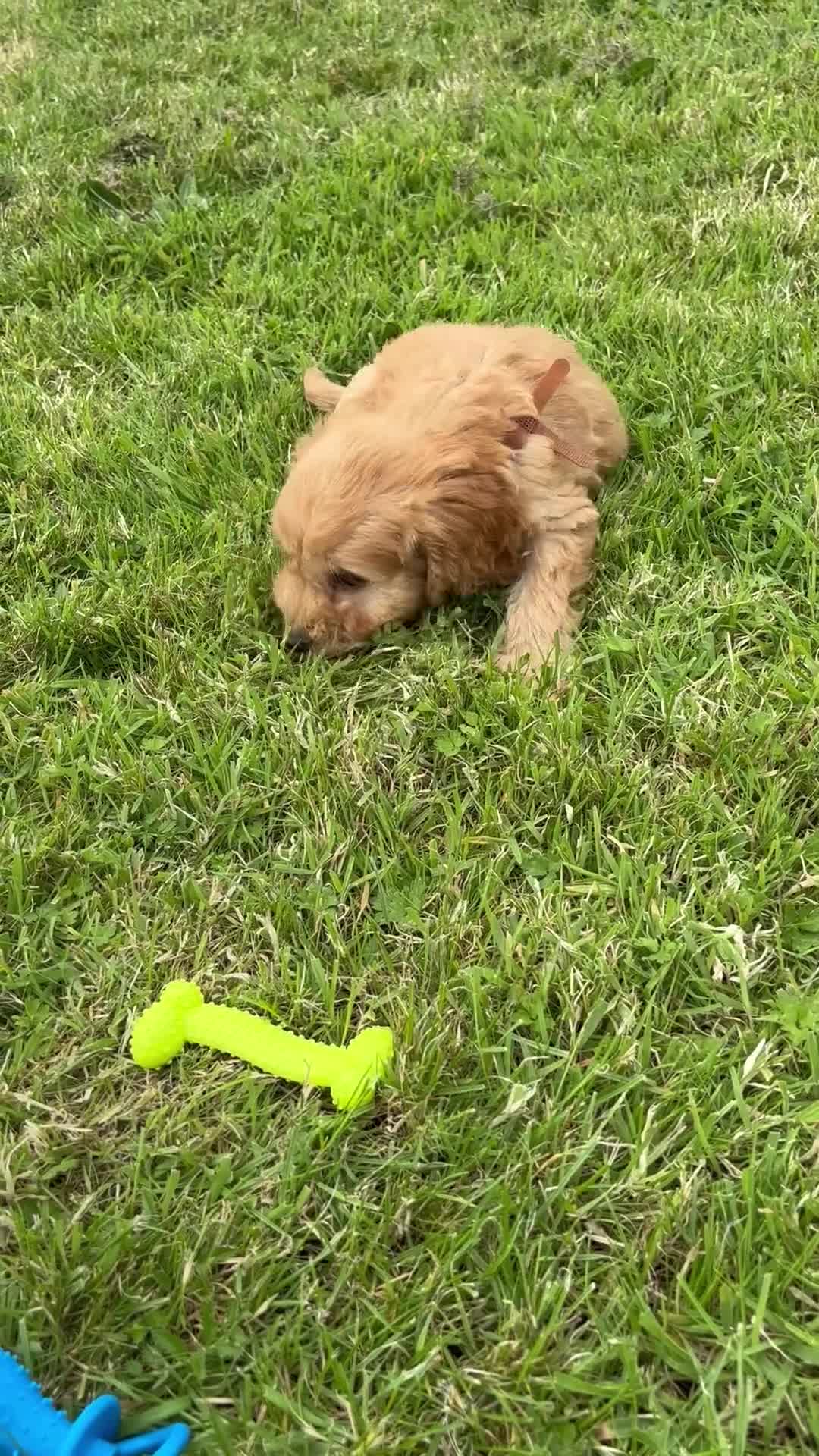 Cockapoo dogs for sale: Fantastic cockerpoos ready for new homes - Video 4
