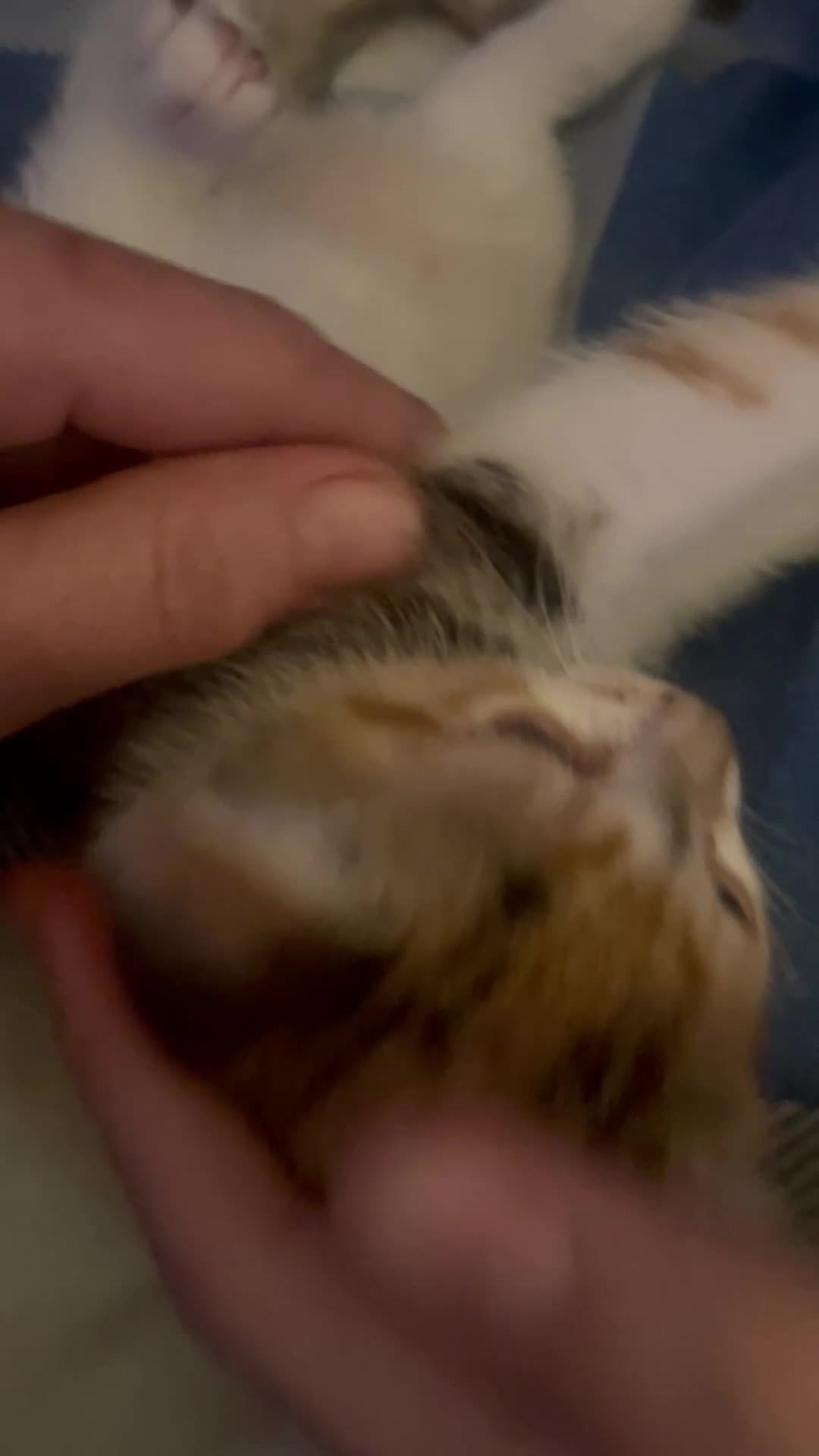 British Shorthair cats for sale: 3 tabby kittens 1 Calico kitten - Video 1