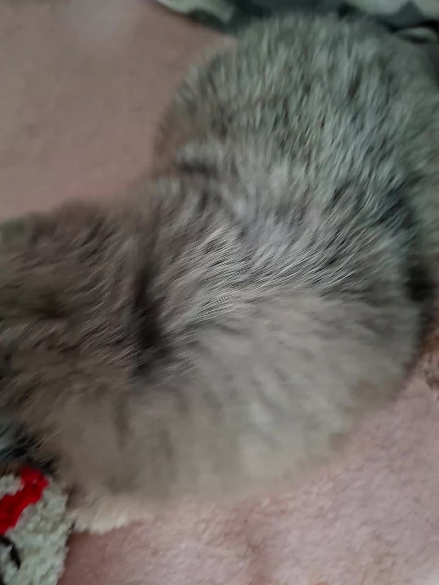 Mixed Breed dogs for sale: Beautiful rare volpino Italiano/mini Pomeranian  - Video 1