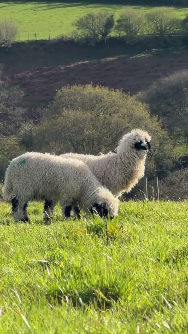 Sheep livestock for sale: Valais Blacknose Twins - friendly and sweet  - Video 2