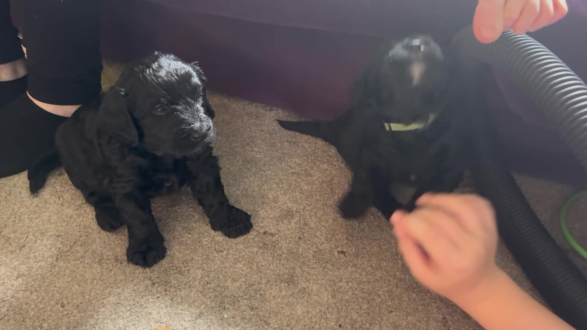 Mini Goldendoodle dogs for sale: F1 Miniature Goldendoodles   - Video 2
