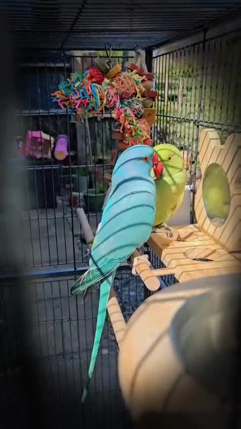 Ringnecks birds for sale: 6 month blue ring neck for rehome  - Video 2
