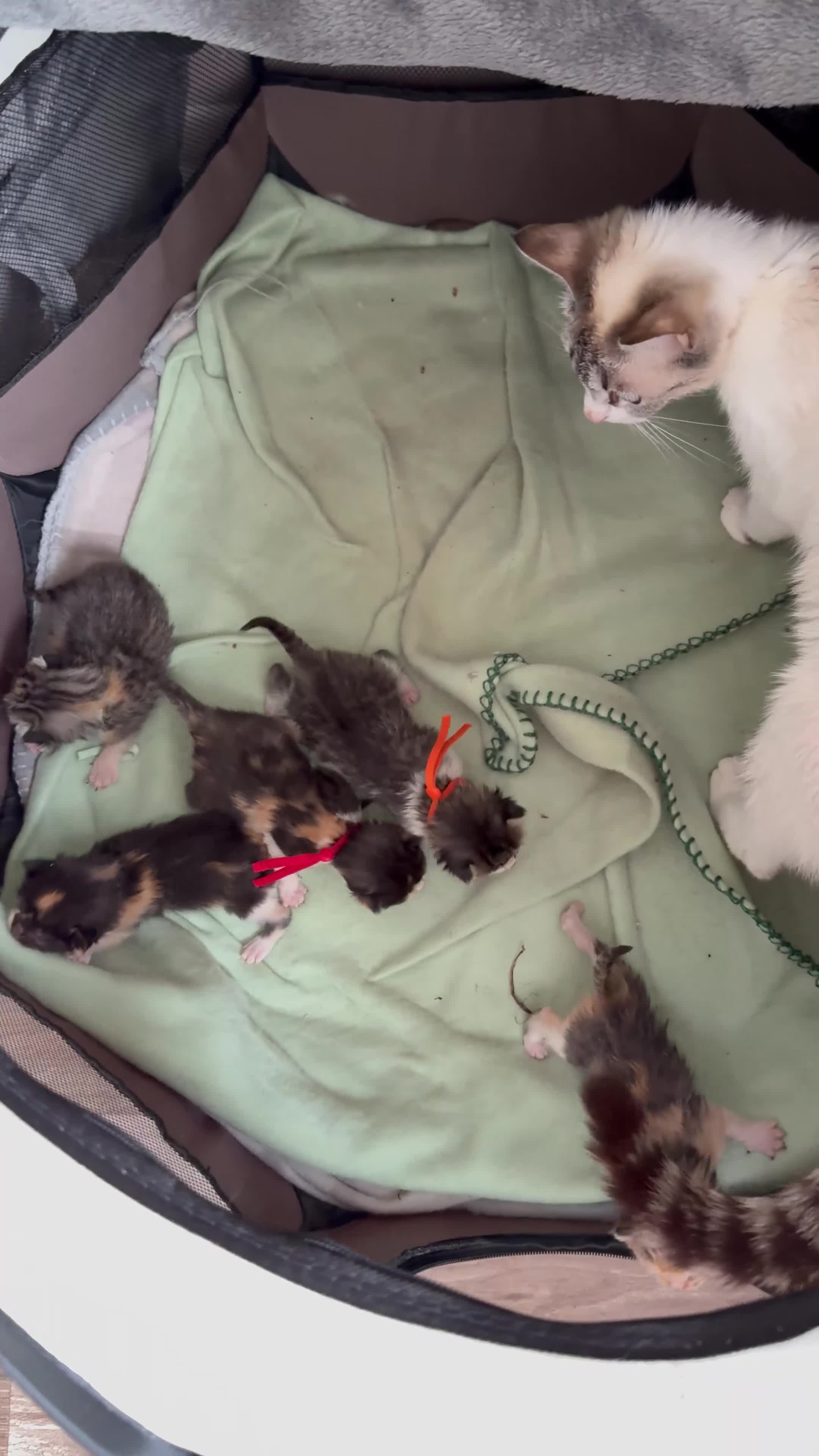 Mixed Breed cats for sale: 5 gorgeous kittens - Video 1