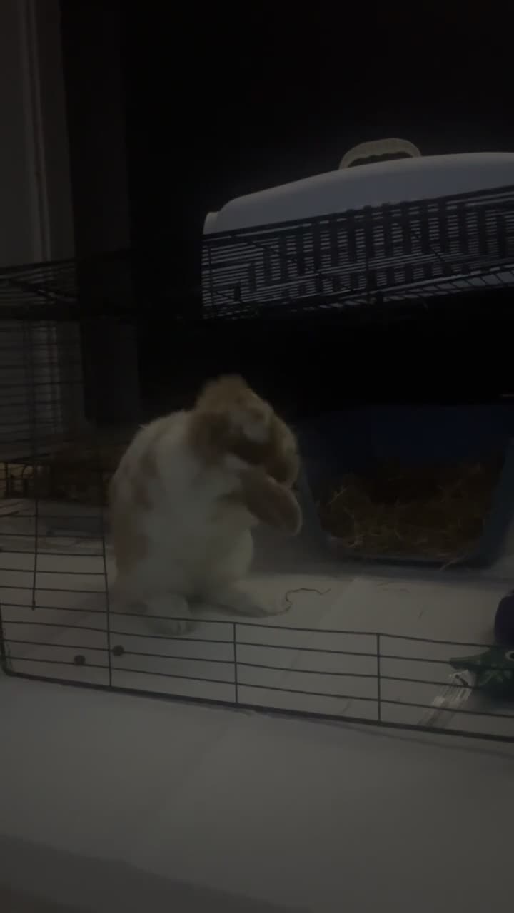 Mini Lop rabbits for sale: Patch in Liverpool - Video 1