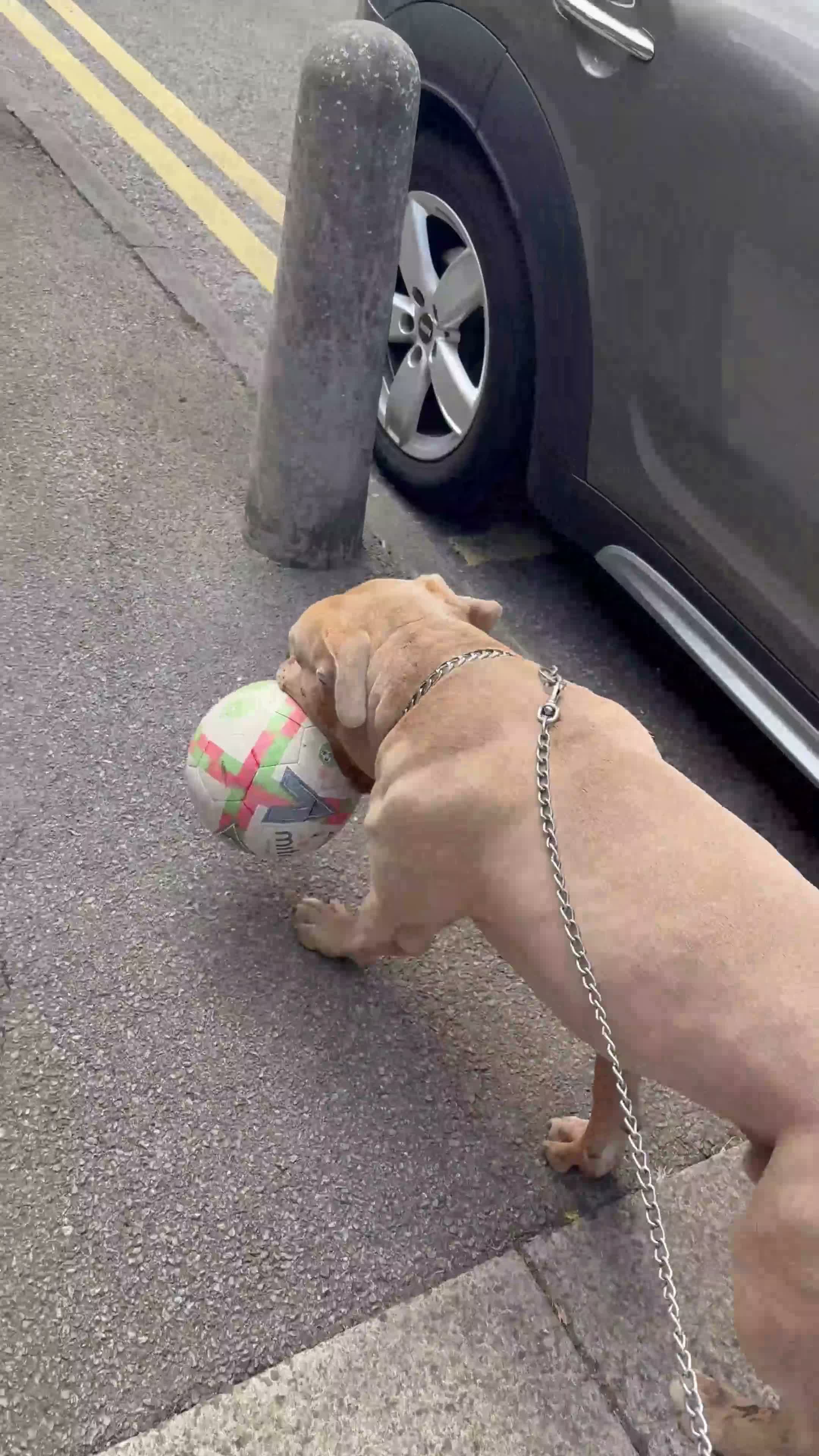 American Bully dogs for sale: American Bully in London - Video 2