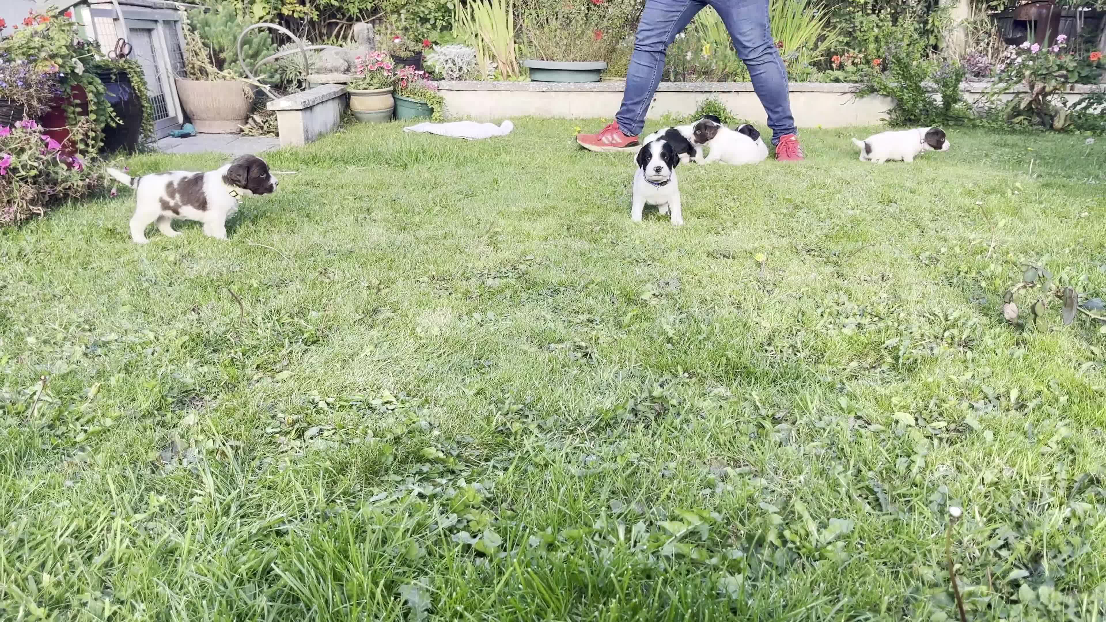 Sprocker dogs for sale: Sprocker Puppies - Video 3