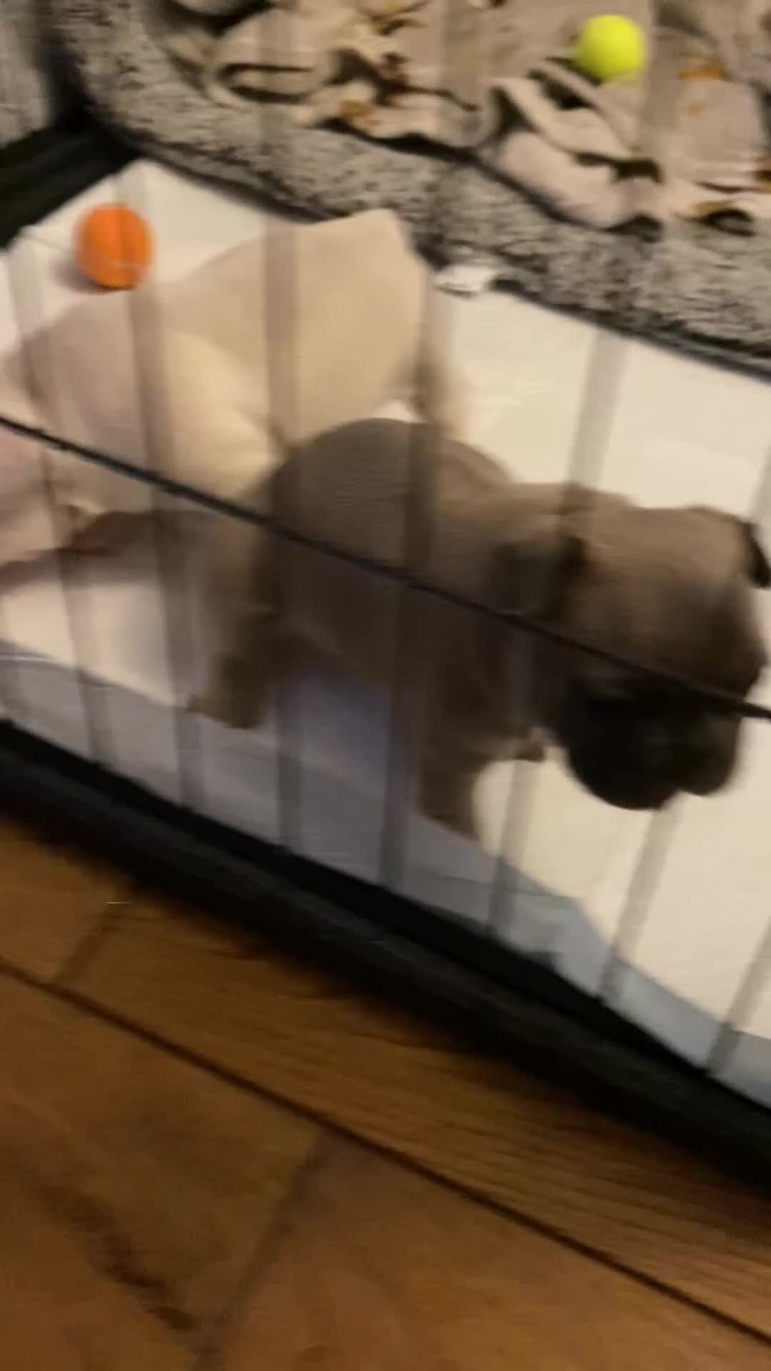 French Bulldog dogs for sale: Ready to leave - Video 5