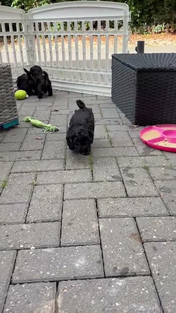 Mixed Breed dogs for sale: Shorkiepoo in Newport - Video 3