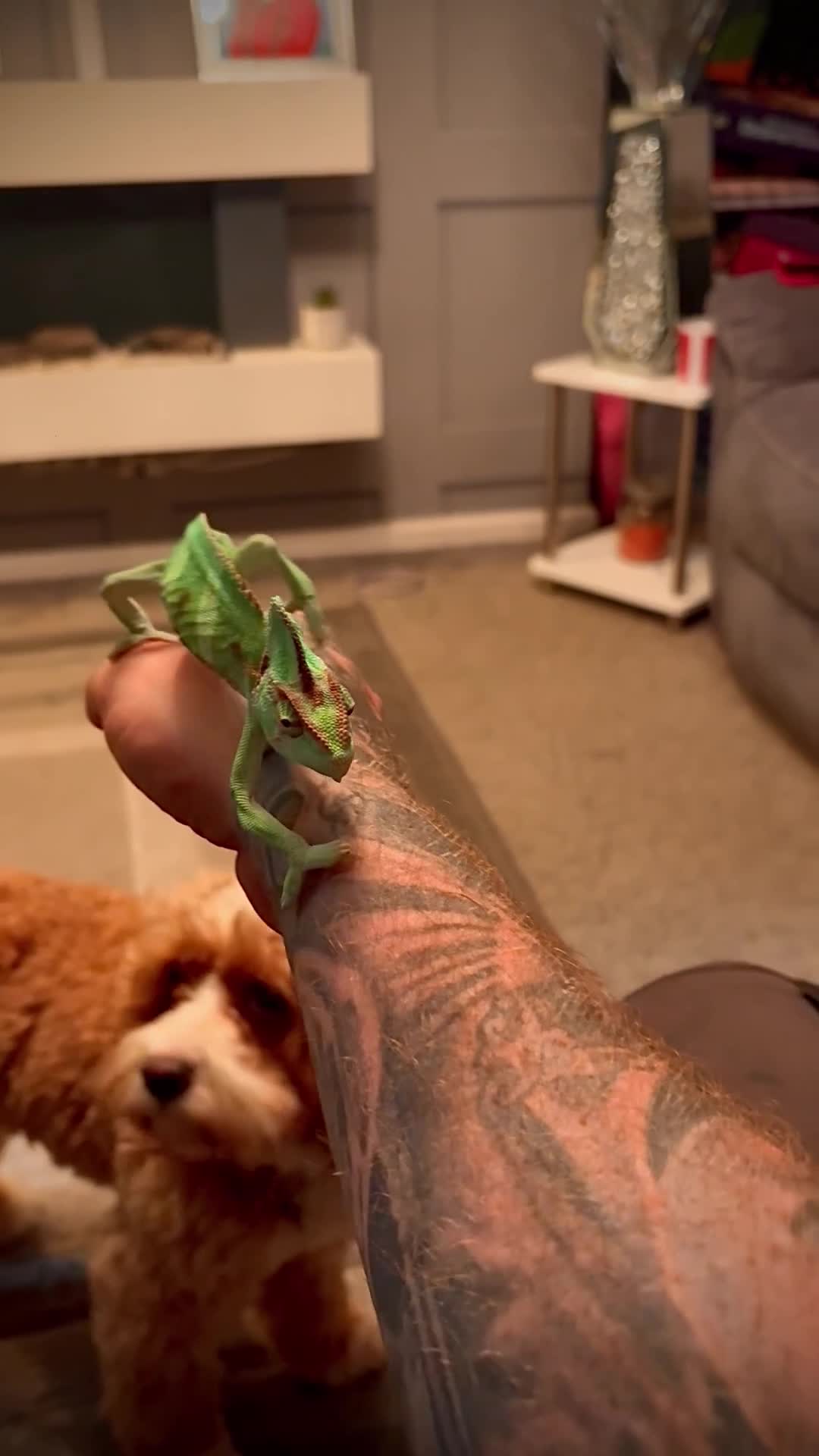 Chameleon reptiles for sale: Young male Yemen Chameleon with full set up  - Video 1