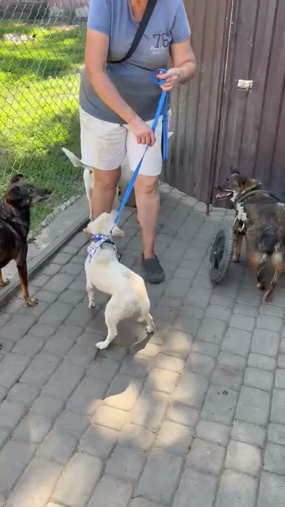 Mixed Breed dogs for adoption: 💙SIMBA💙 - A SOFT LITTLE SOUL - Video 2