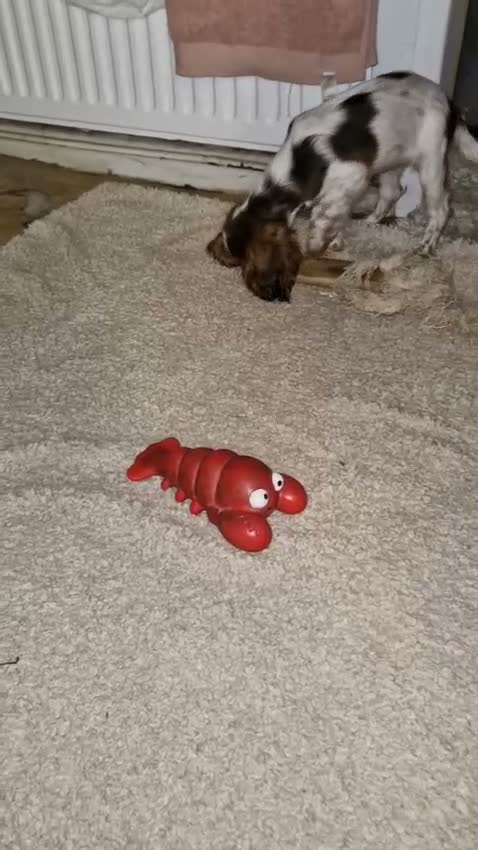 Mixed Breed dogs for sale: Three Roan Puppies Available  - Video 1