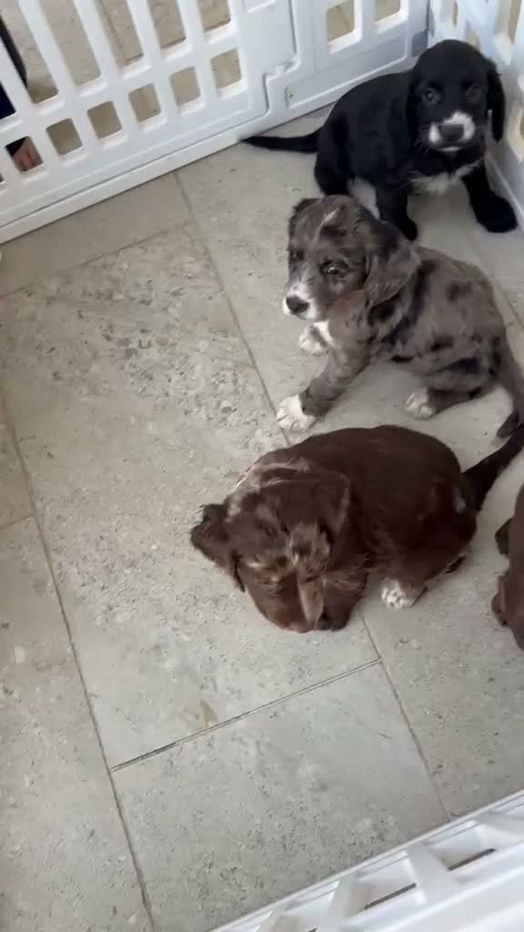 Sprocker dogs for sale: Absolutely adorable sprocker puppys  - Video 1