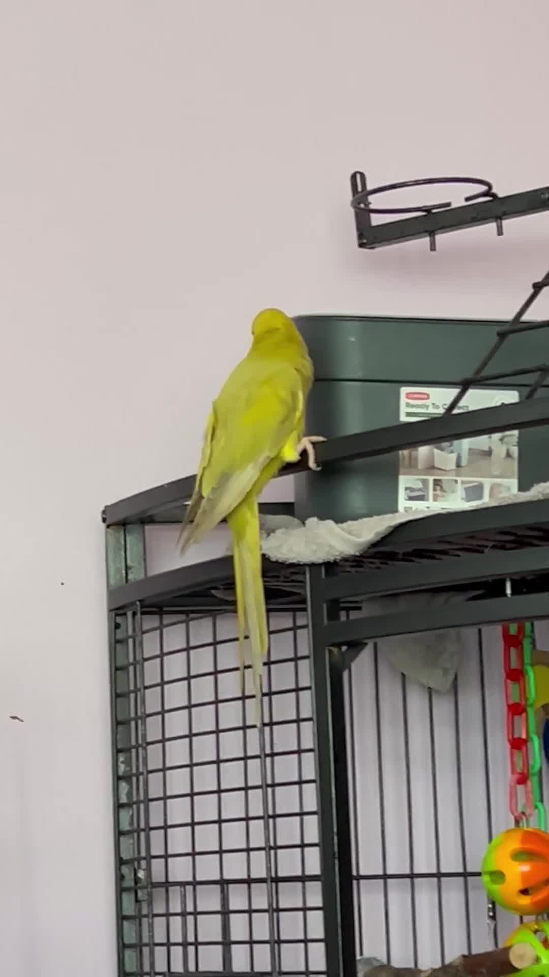 Parrots birds for sale: Three beautiful birds for sale - Video 1