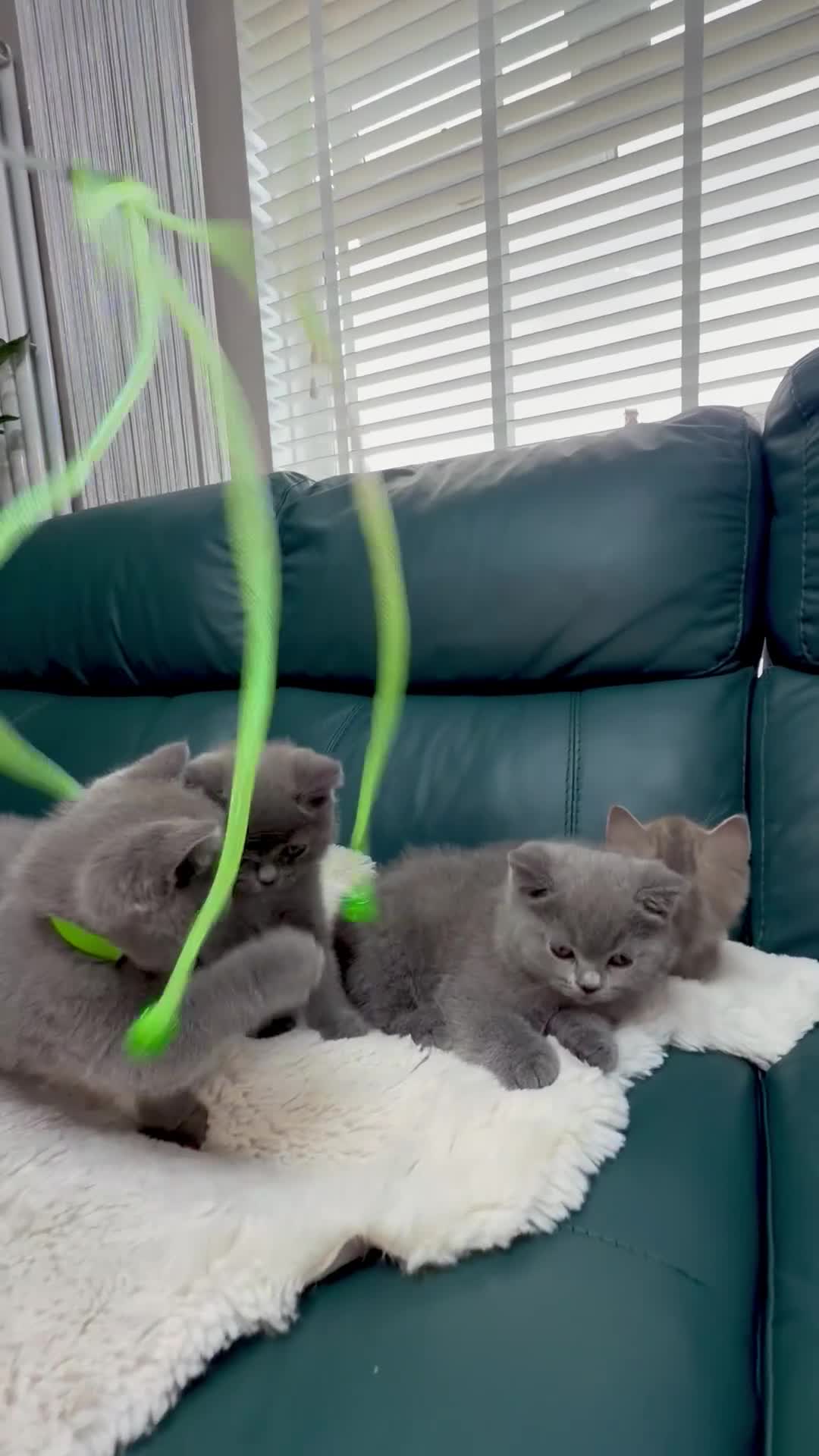 British Shorthair cats for sale: British shorthair ❤️❤️ Ready to go 🏡 - Video 2