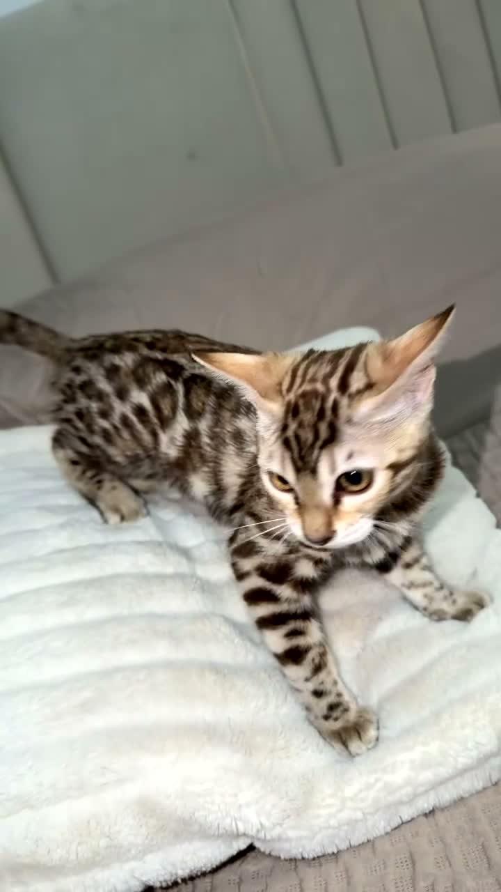 Bengal cats for sale: Snow Mink Bengal full breed  - Video 2
