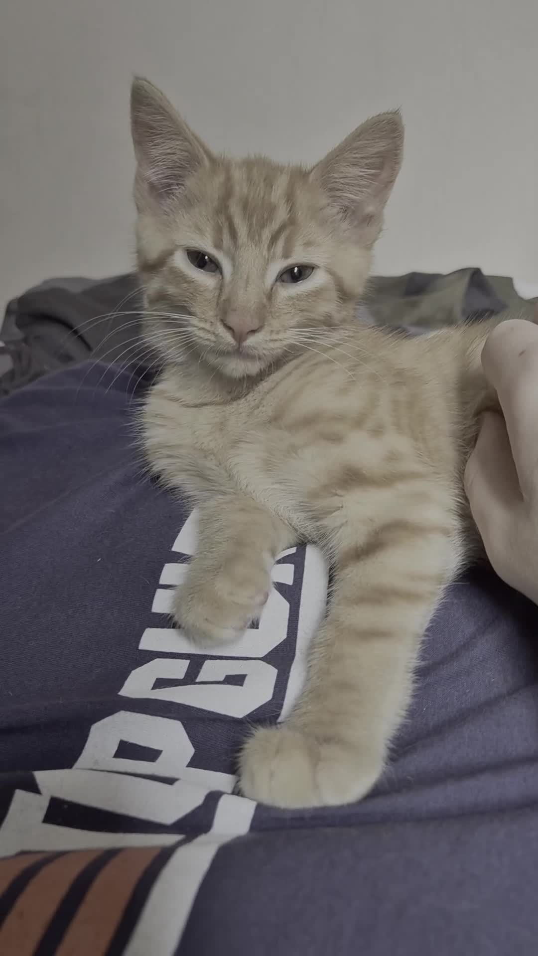 British Shorthair cats for sale: Ginger male kitten (main coon x british shorthair) - Video 2