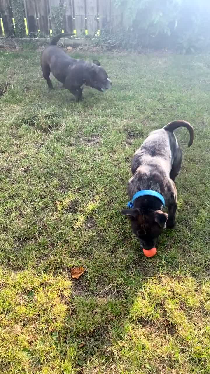 American Bully dogs for sale: Pocket bully  in Sunderland - Video 4