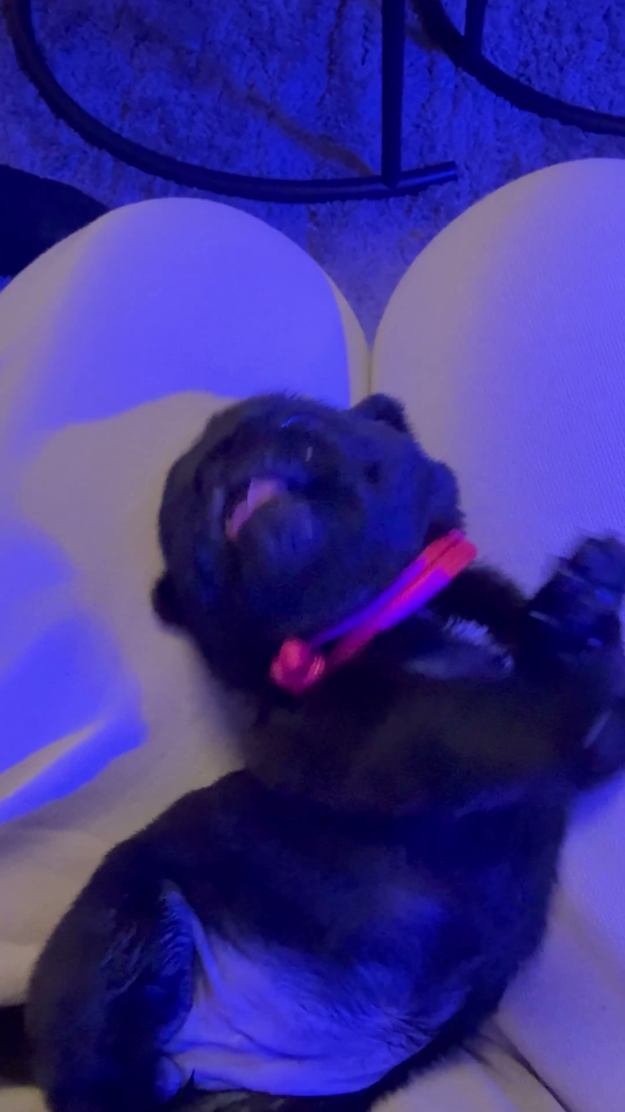 Pug dogs for sale: 🐾 **PUG PUPPIES – INTEREST NOW BEING TAKEN 🐾** - Video 4