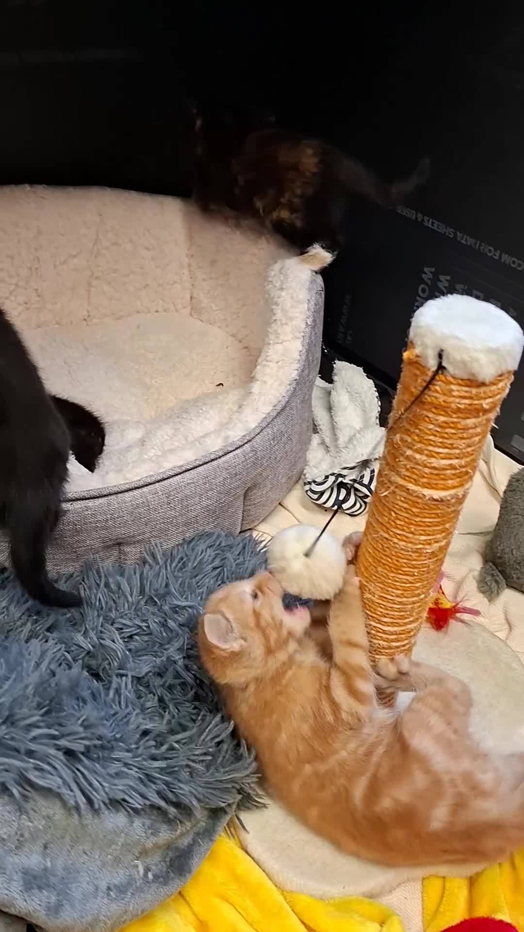 Mixed Breed cats for sale: 4 beautiful kittens for sale - Video 3