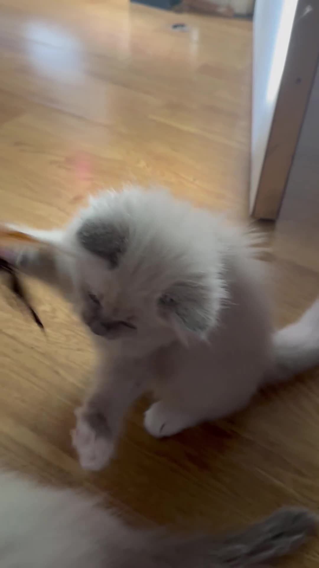 Ragdoll cats for sale: Rare Mink and blue mitted Ragdoll kittens  - Video 3