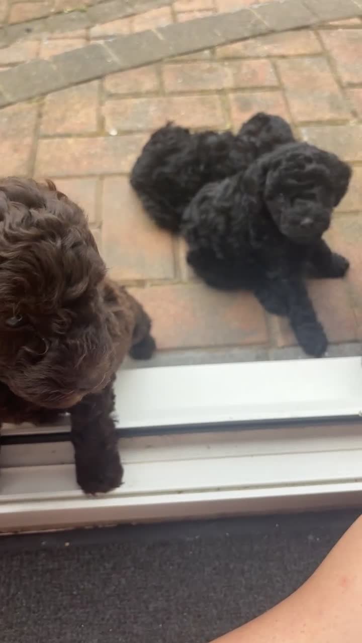 Miniature Poodle dogs for sale: Miniature poodles REDUCED READY TO LEAVE NOW  - Video 2
