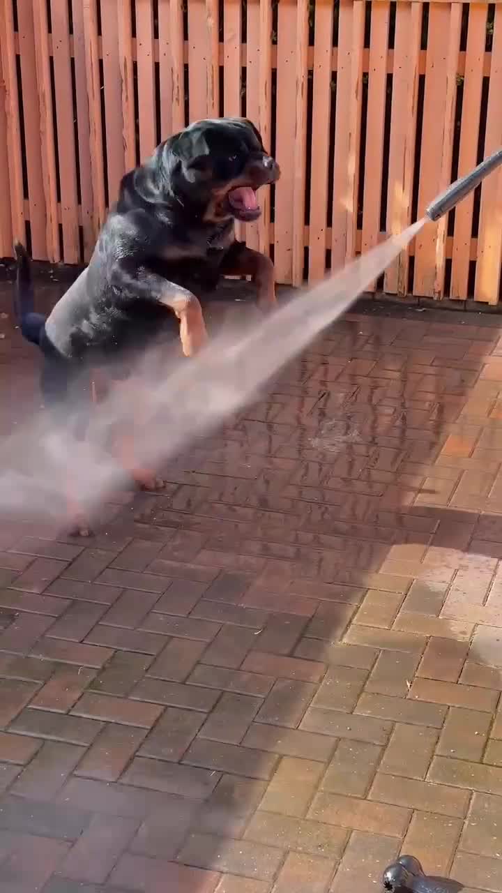 Rottweiler dogs for stud: Mountain Rottweiler - Video 1