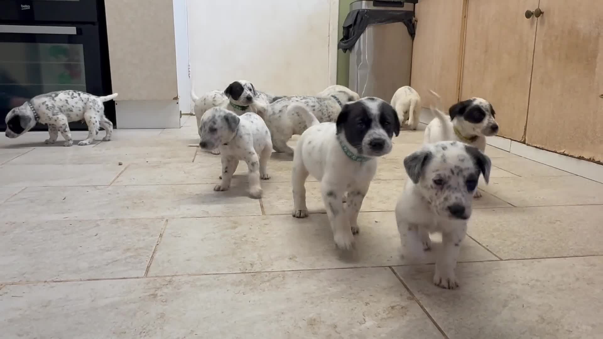 Mixed Breed dogs for sale: Pyrematian puppies - Video 2