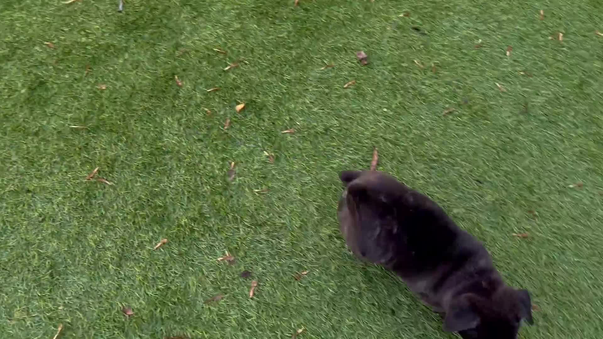 Staffordshire Bull Terrier dogs for sale: Gorgeous black brindle Staffy pups KC - Video 1