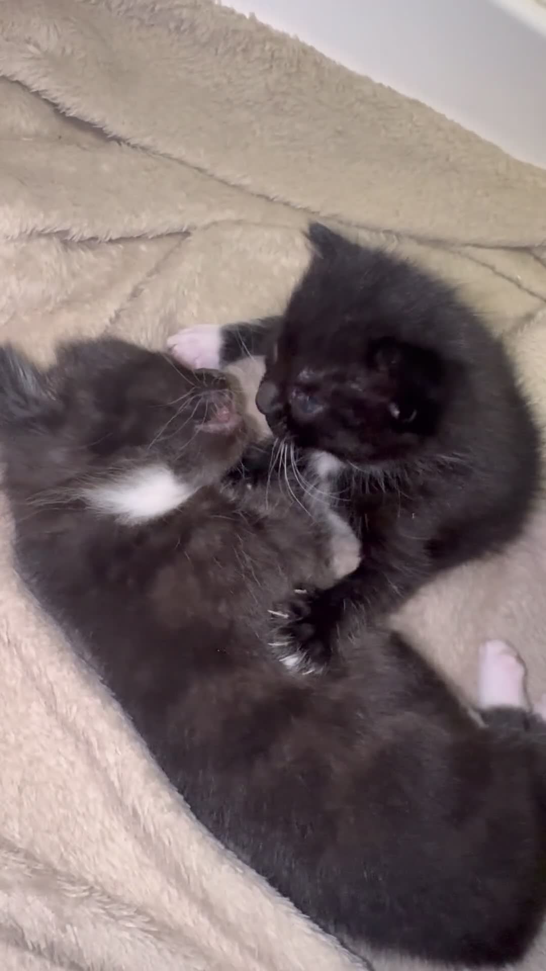 Mixed Breed cats for sale: 🐾 Adorable Kittens for Sale 🐾 - Video 1