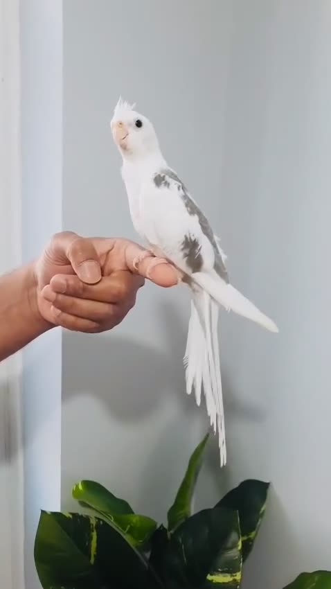 Cockatiels birds for sale: Beautiful hand tamed, untamed cockatiels for sale. - Video 3