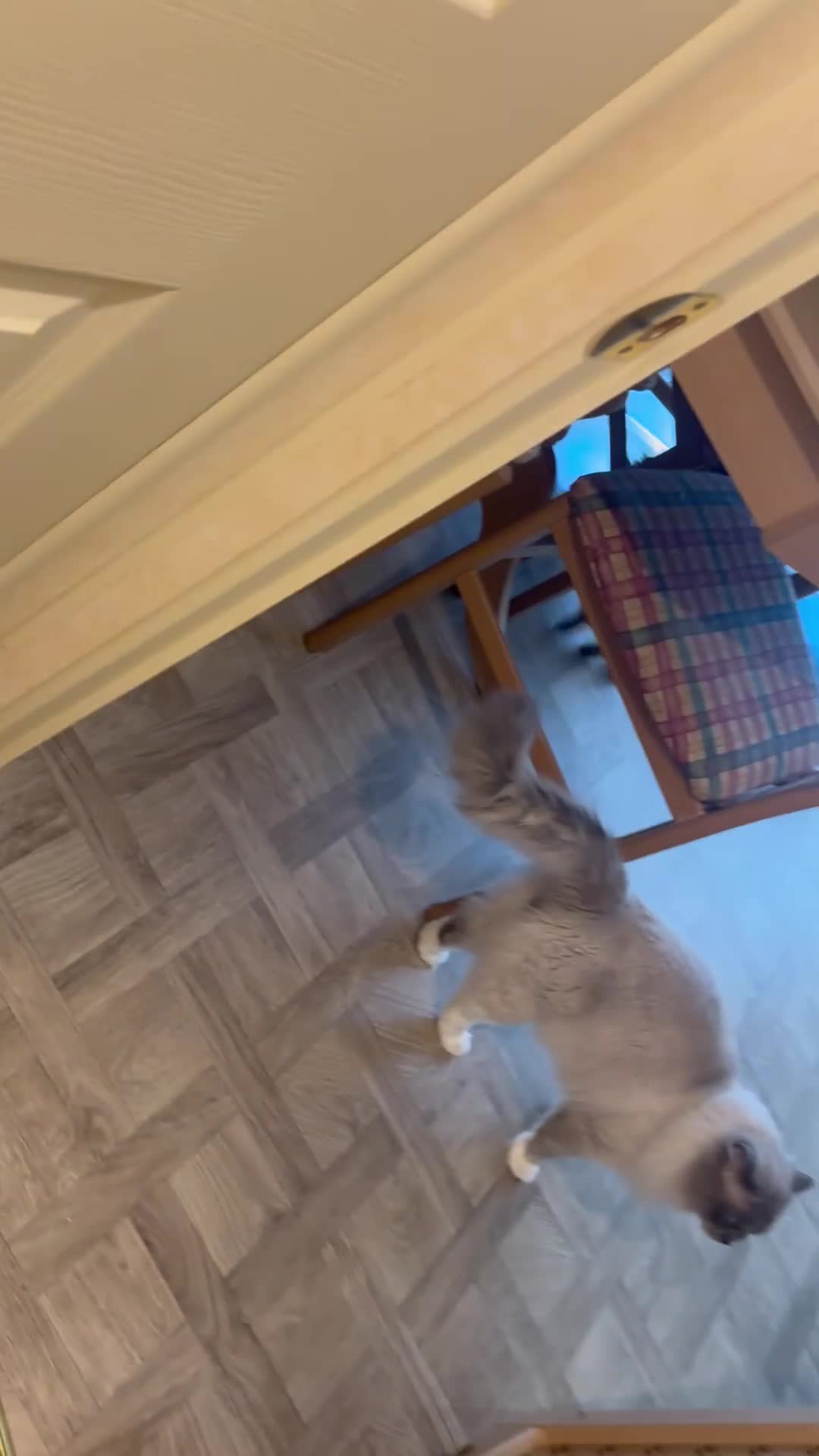 Ragdoll cats for sale: Ragdols  - Video 5