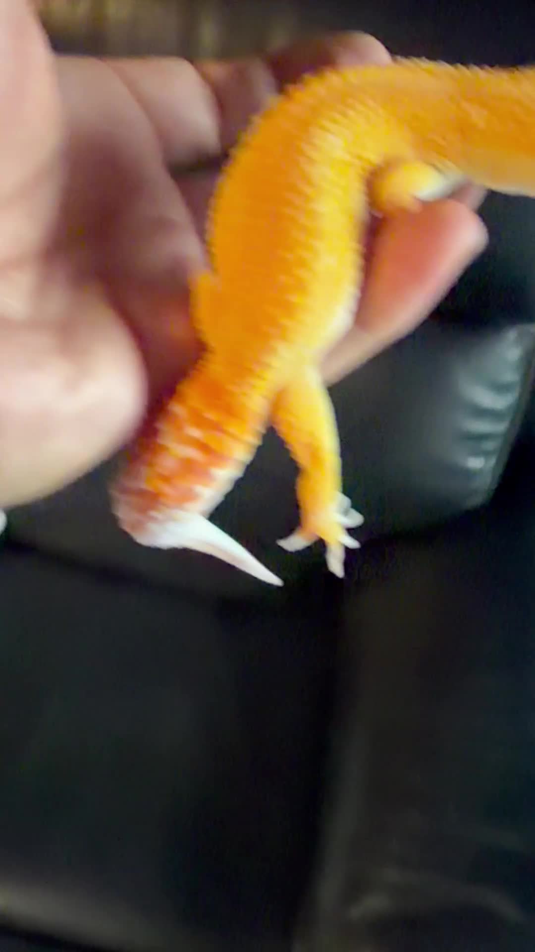 Leopard Gecko reptiles for sale: Leopard gecko  - Video 1