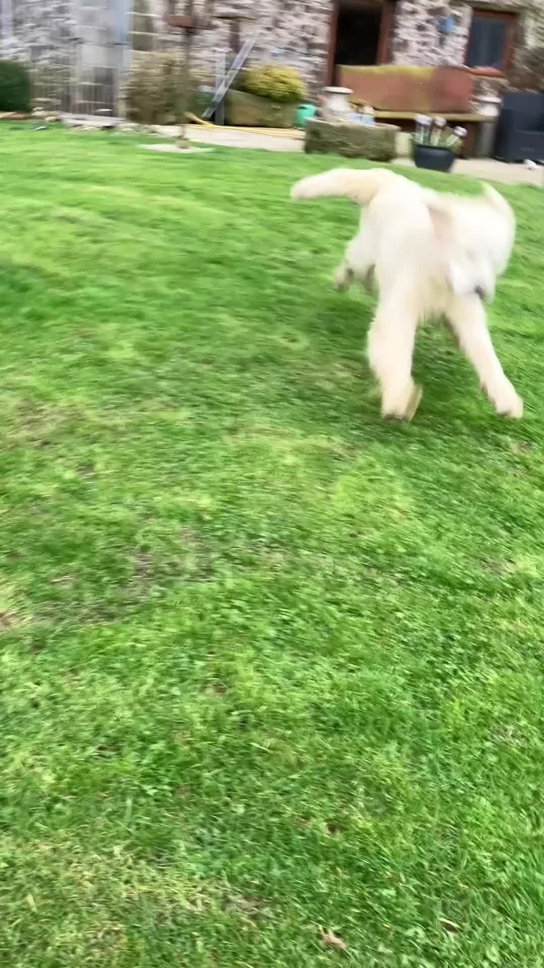 Golden Retriever dogs for sale: Adult Hansome Boy  - Video 1