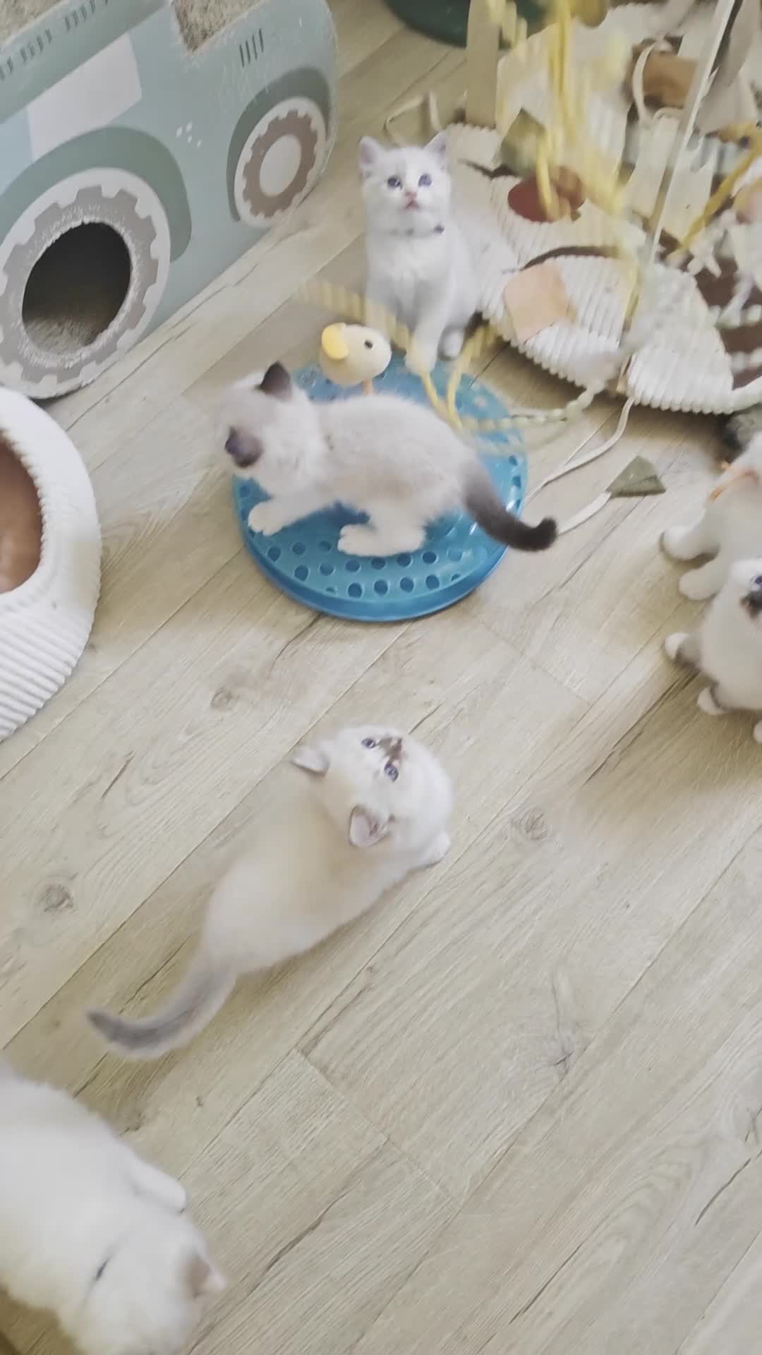 Ragdoll cats for sale: GCCF REGISTERED BEAUTIFUL RAGDOLLS KITTENS  - Video 2