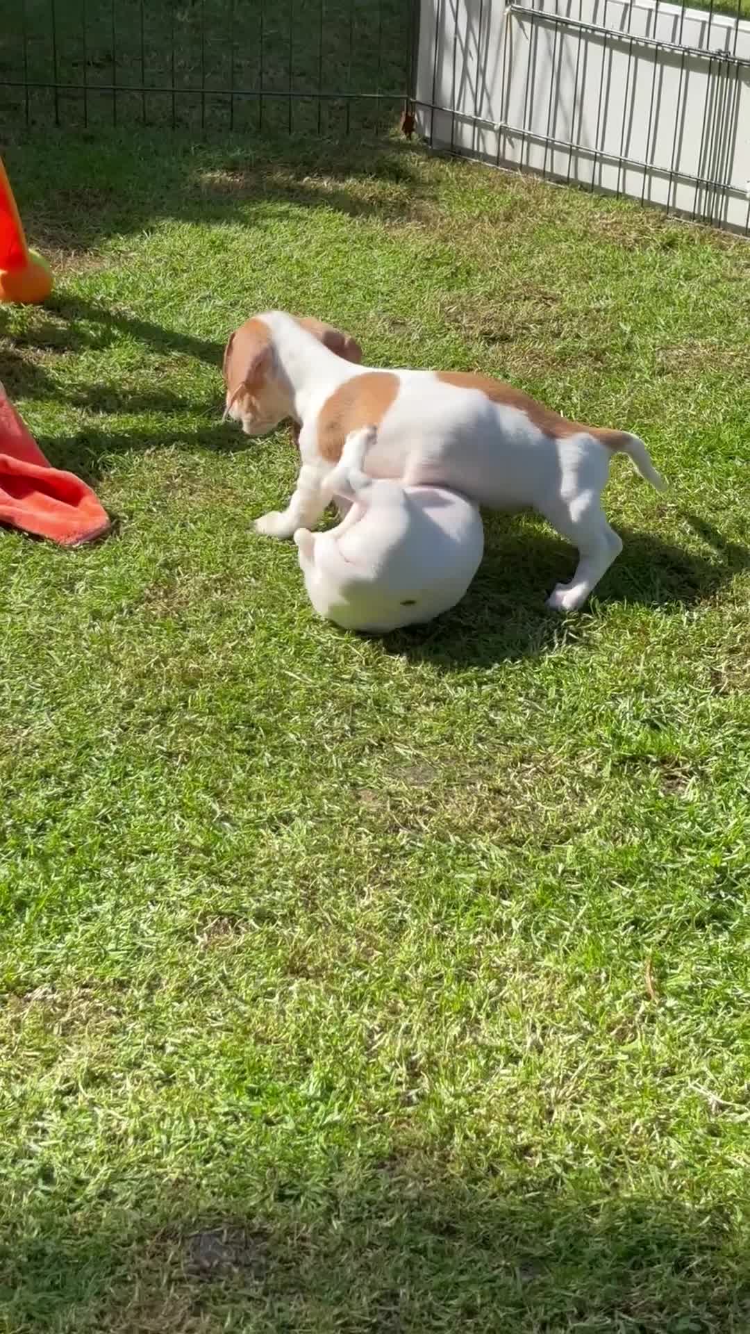 Miniature Dachshund dogs for sale: Pure Piebald Miniature Dachshunds Champion Lines - Video 2