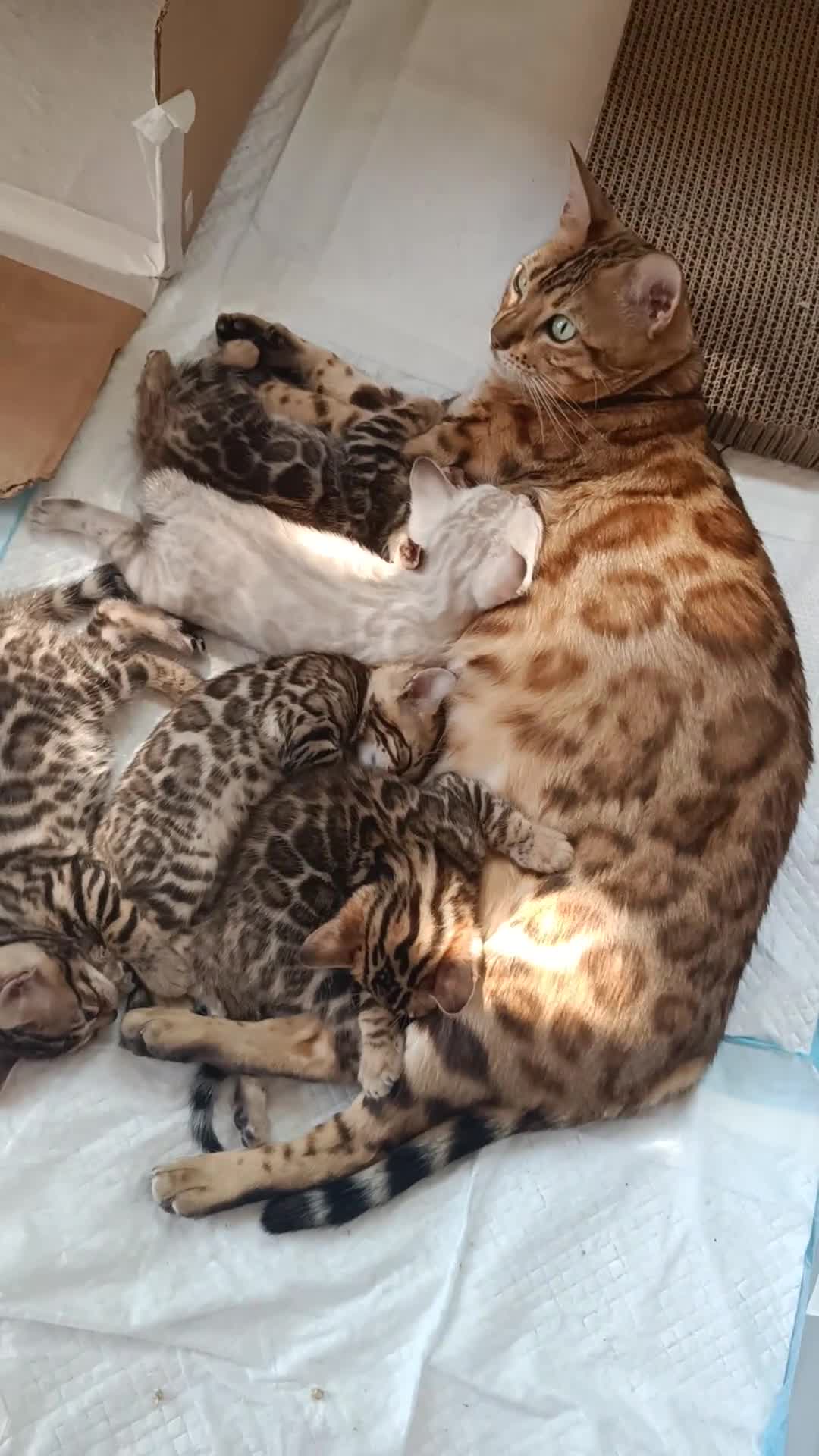 Bengal cats for sale: Absolutely beautiful pedigree bengal kittens - Video 3
