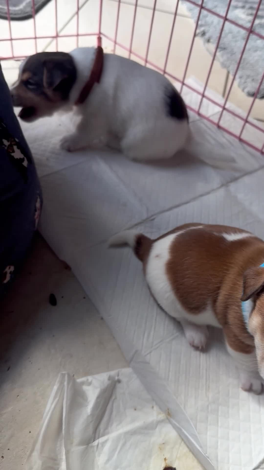 Jack Russell dogs for sale: Jack Russel pups  - Video 1