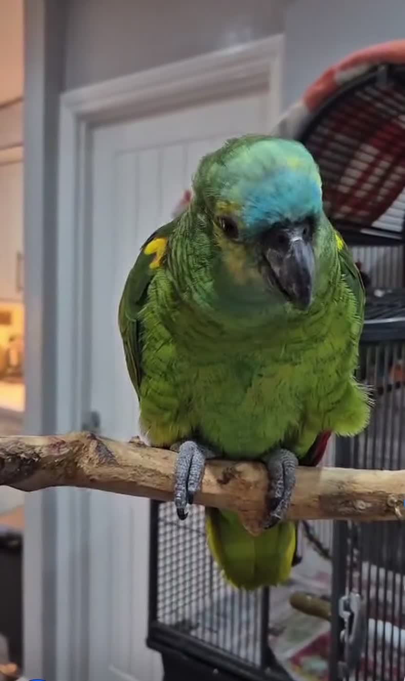 Parrots birds for sale: TAME AND TALKING FEMALE BLUE FRONT AMAZON WITH DNA - Video 1