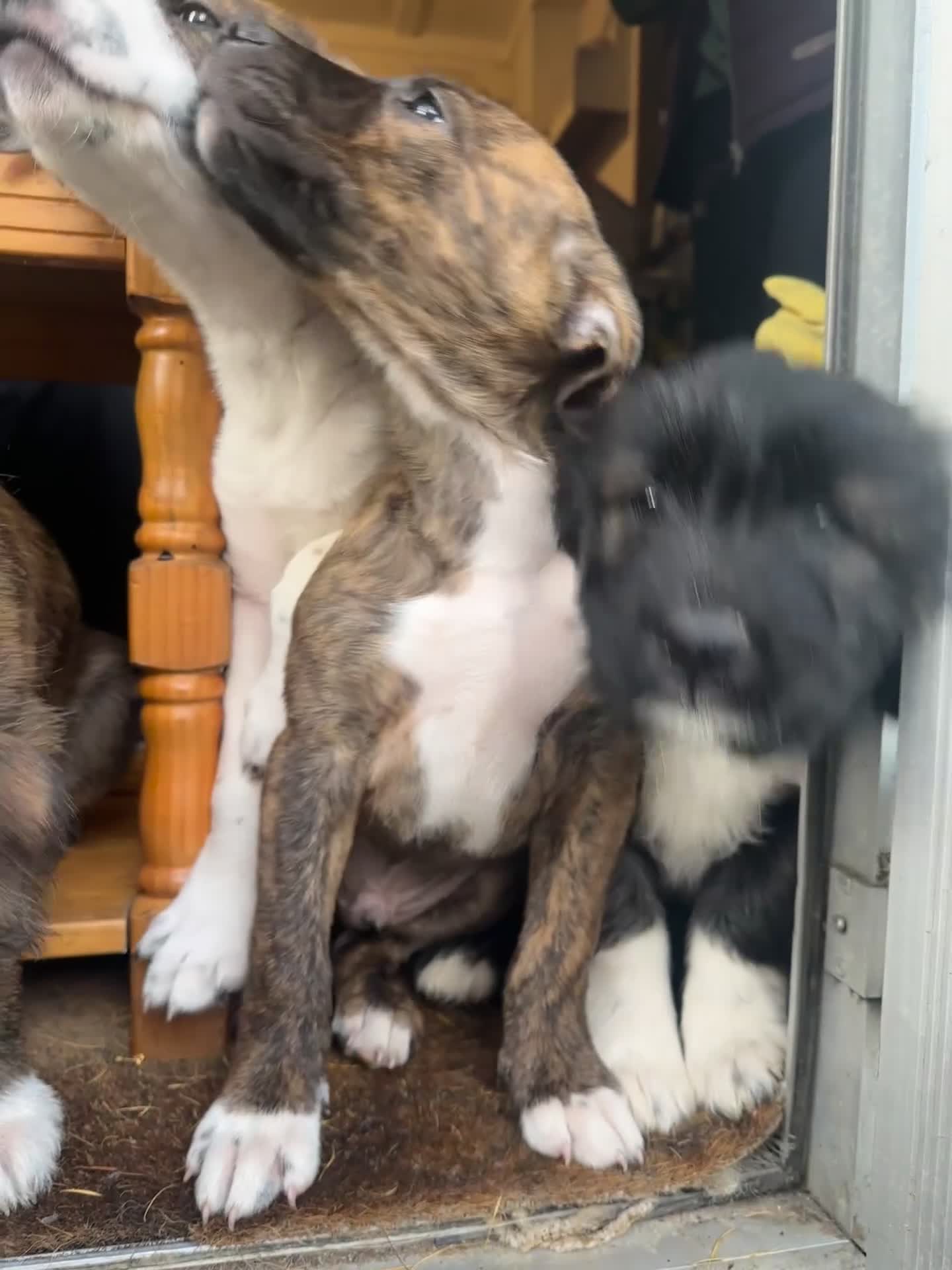 Mixed Breed dogs for sale: Goldendoodle X collie  - Video 1