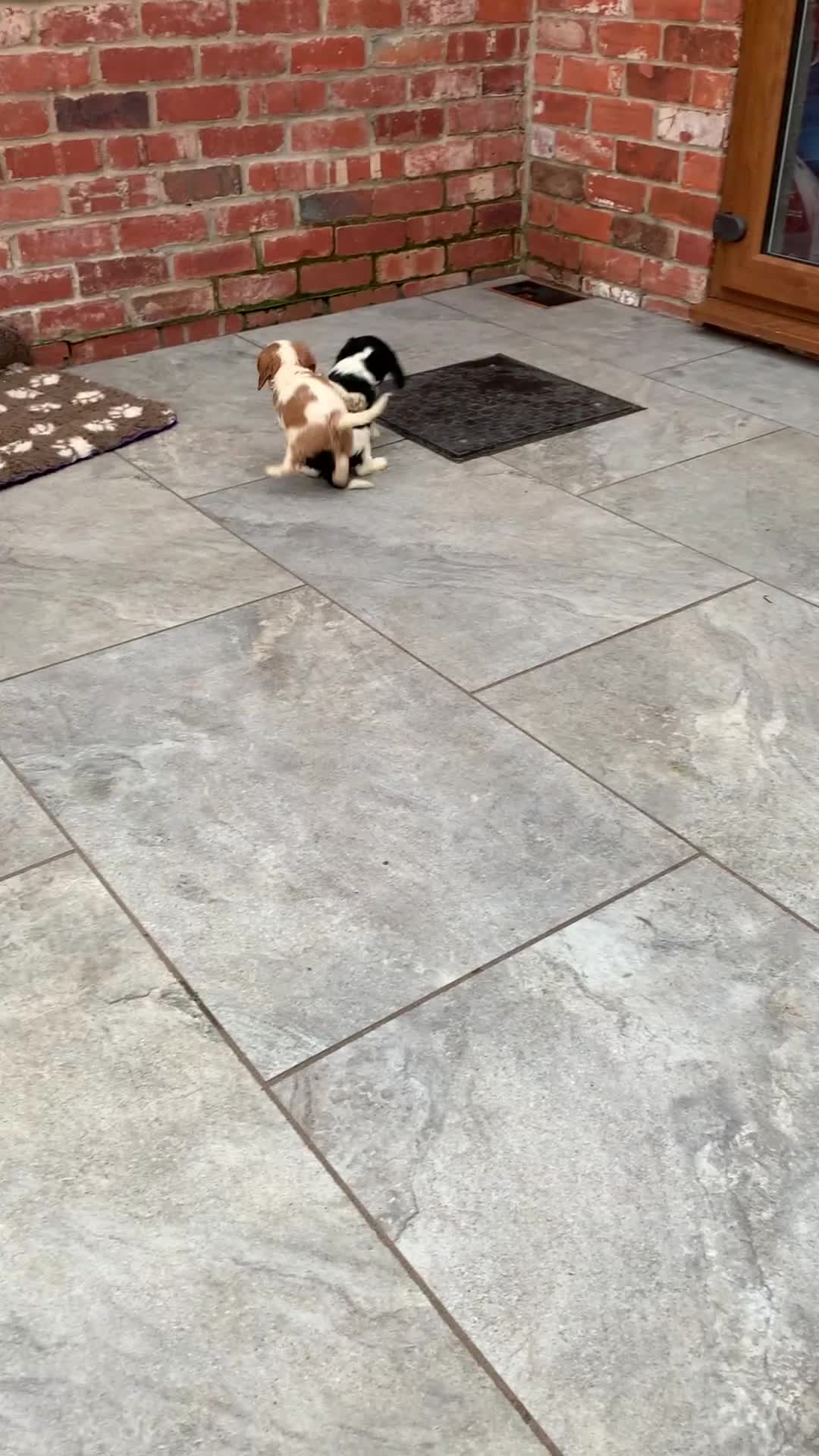 Cavalier King Charles Spaniel dogs for sale: Pedigree cavalier puppies  - Video 1