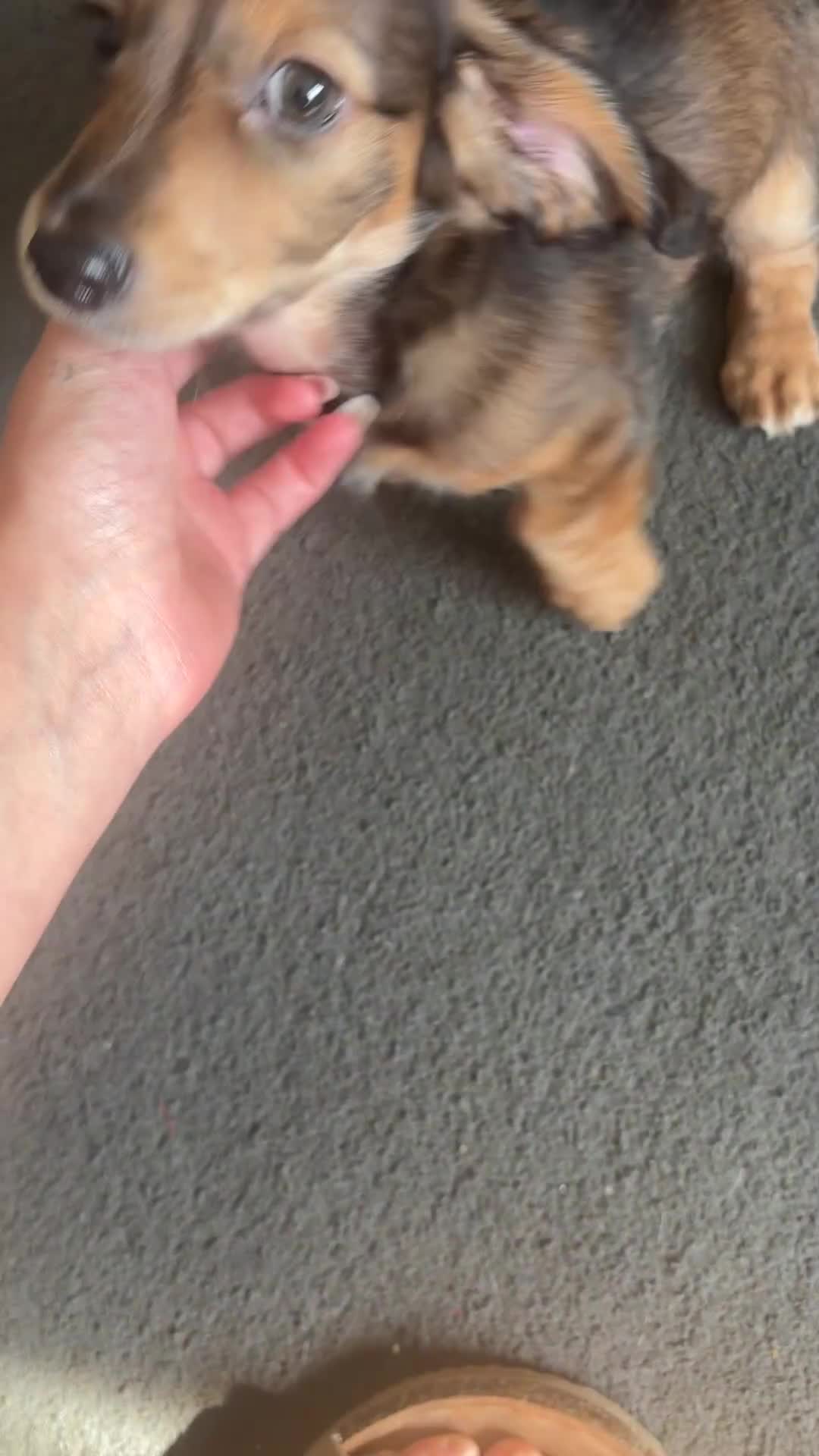 Miniature Dachshund dogs for sale: Miniature dachshund in Cardiff - Video 2